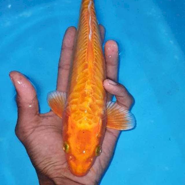 Orenji ring rapi