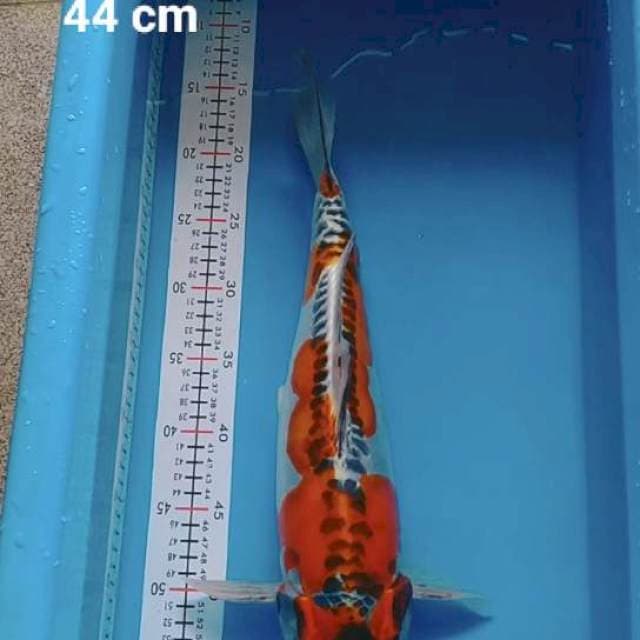 Kiko jumboan jantan