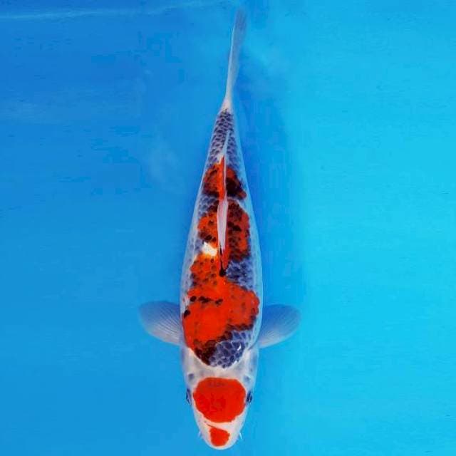 MAGURO 3 - MARUTEN GHOSHIKI ®