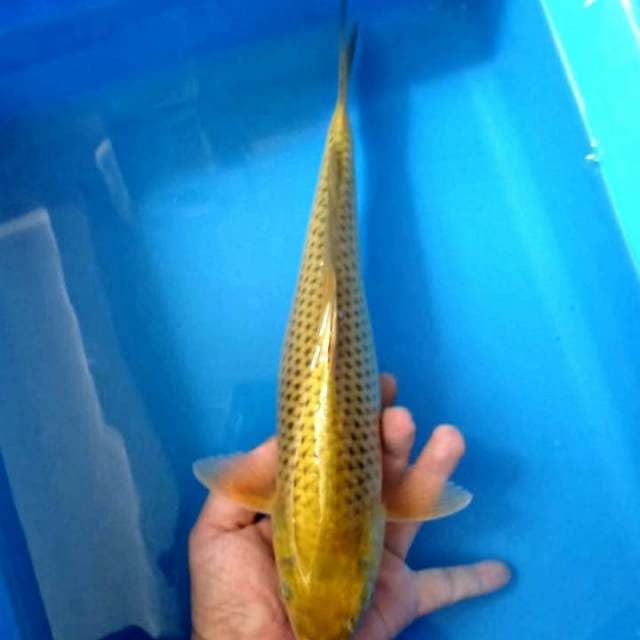 Cagoi jariring rapi 33cm
