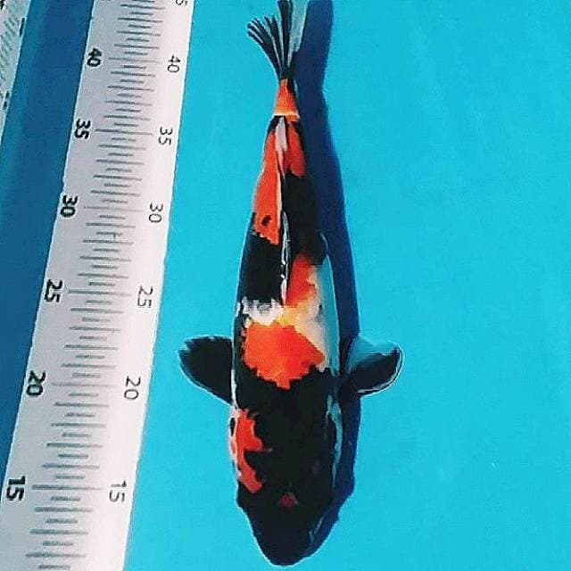 ✔️ showa 35cm