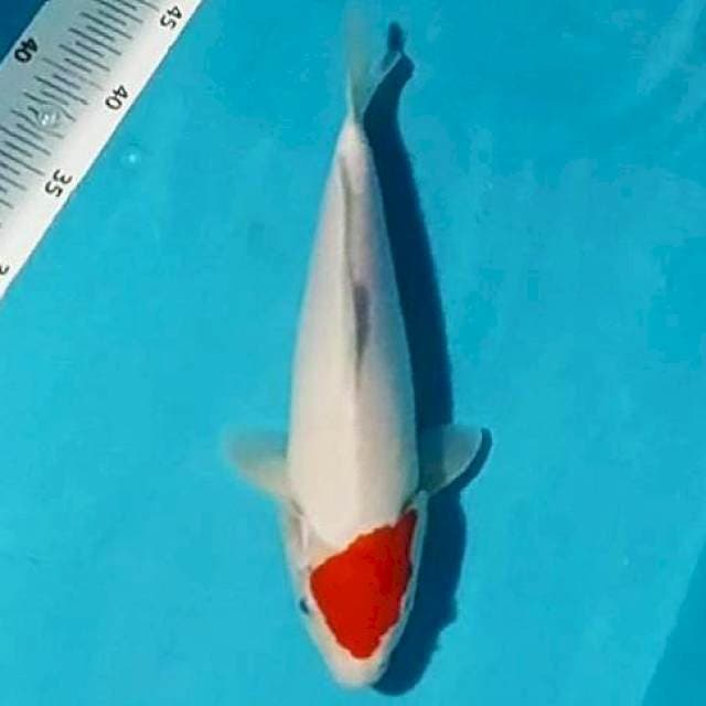 ✔️ tancho kohaku original 30cm