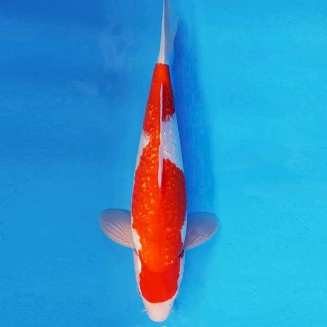 MAGURO 7 - KOHAKU GIN RIN ®