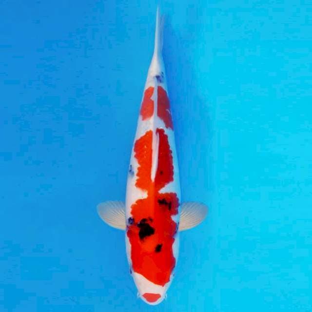 MAGURO 9 - SANKE KUCIBENI ®