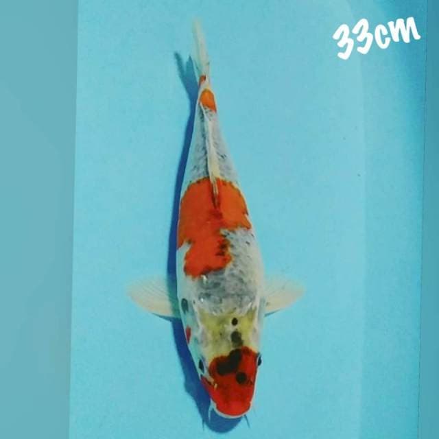 Gosiki 33cm