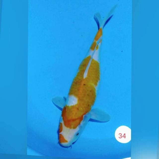 Ai goromo 34cm