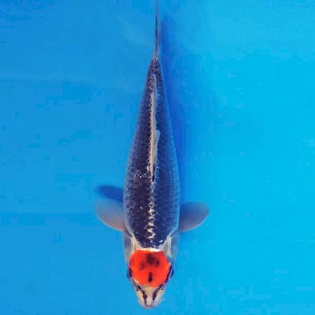MAGURO 10 - TANCHO GOSHIKI ®