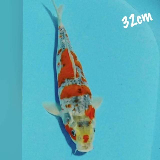 Ghosiki 32cm