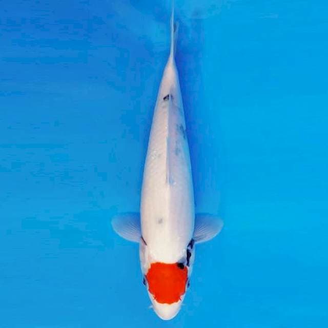 MAGURO 11 - TANCHO SHOWA TATEGOI ®