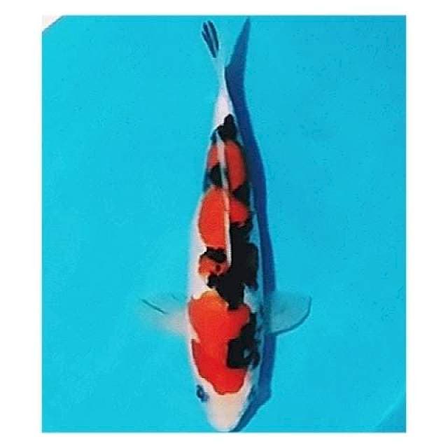 ✔️ sanke SQ 27cm