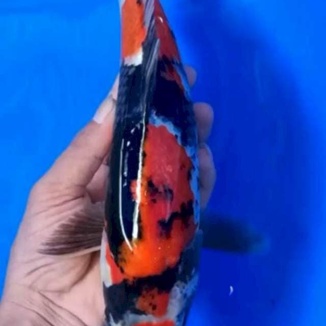 Showa,30cm