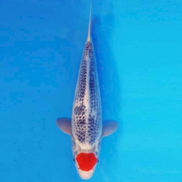 MAGURO 14 - TANCHO GOSHIKI ®