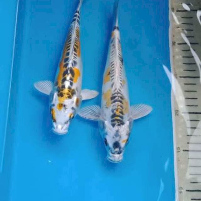 Kikokuryu & Serap Pola