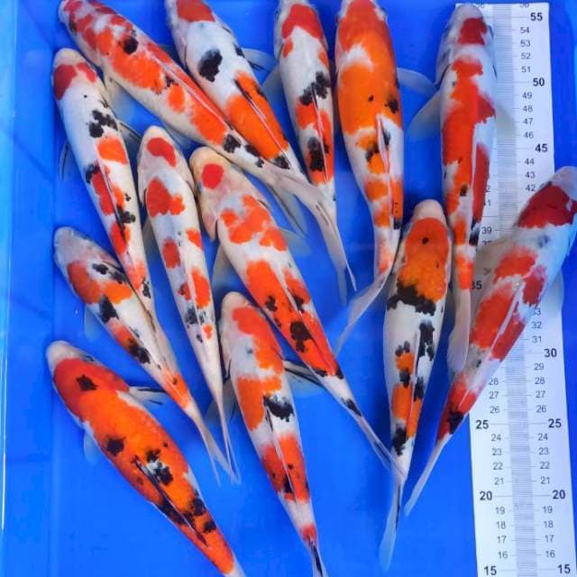 Paket sanke 24-28cm 13ekor