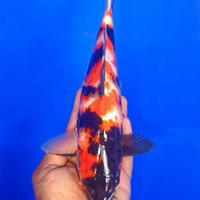 Showa 32cm