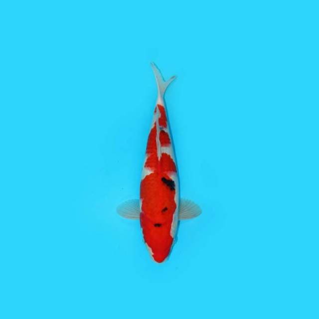32CM - TAISHO SANSHOKU