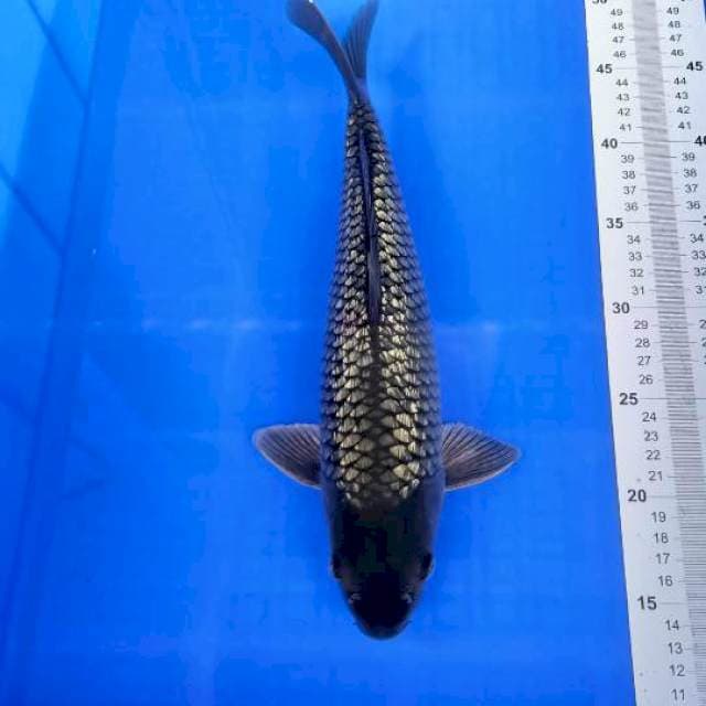 Black soragoi ginrin 36cm