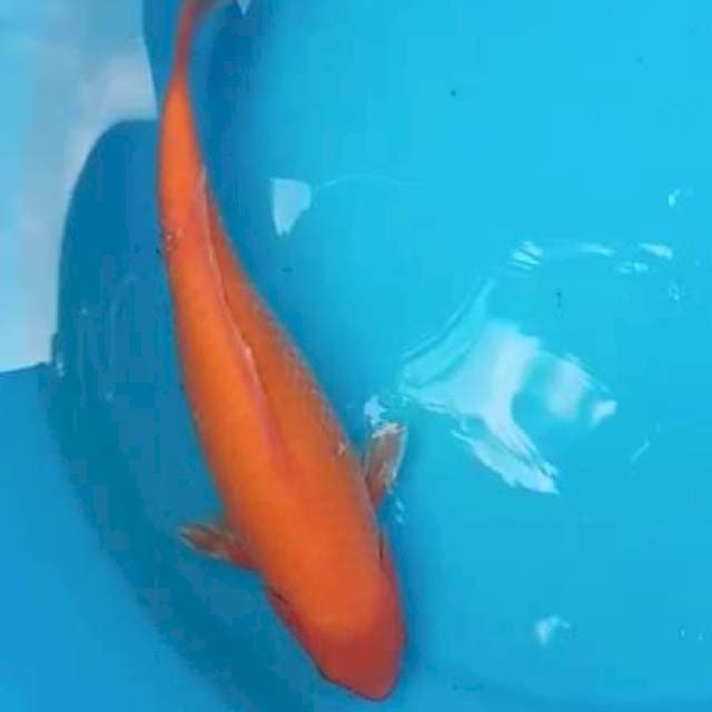 Red karasi