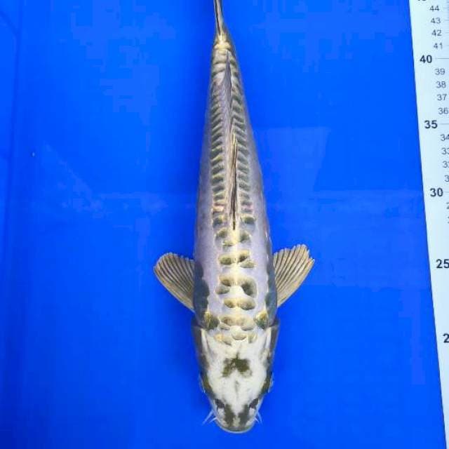 Gold mukasi aragoke 35cm