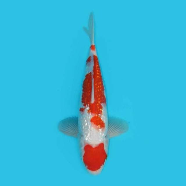 Kohaku Ginrin 26 Cm