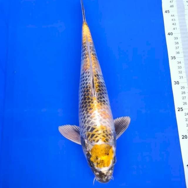 Kin showa 36cm