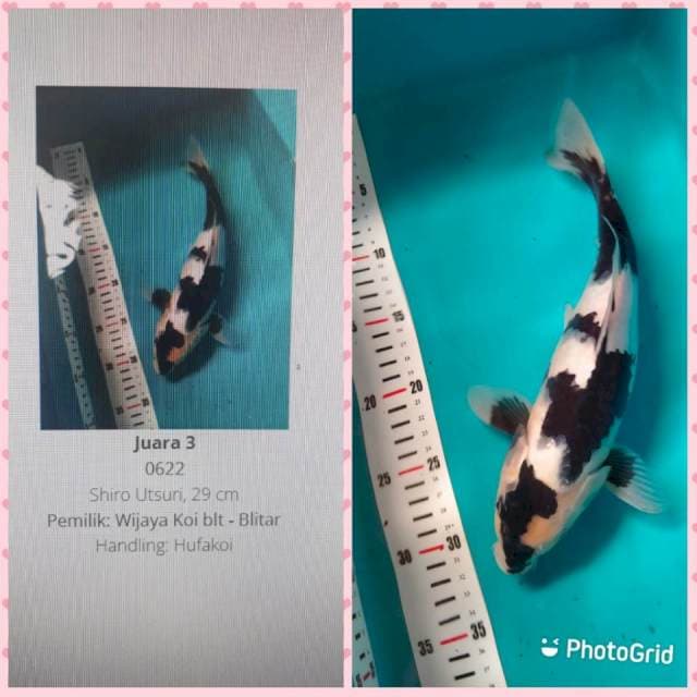 Shiro Juara, 30 cm
