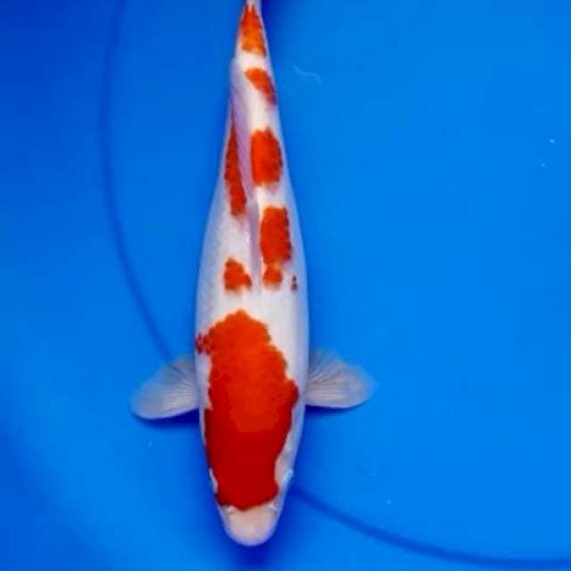 28cm KOHAKU RED DEVIL