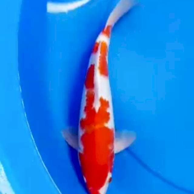 31cm KOHAKU MERONA