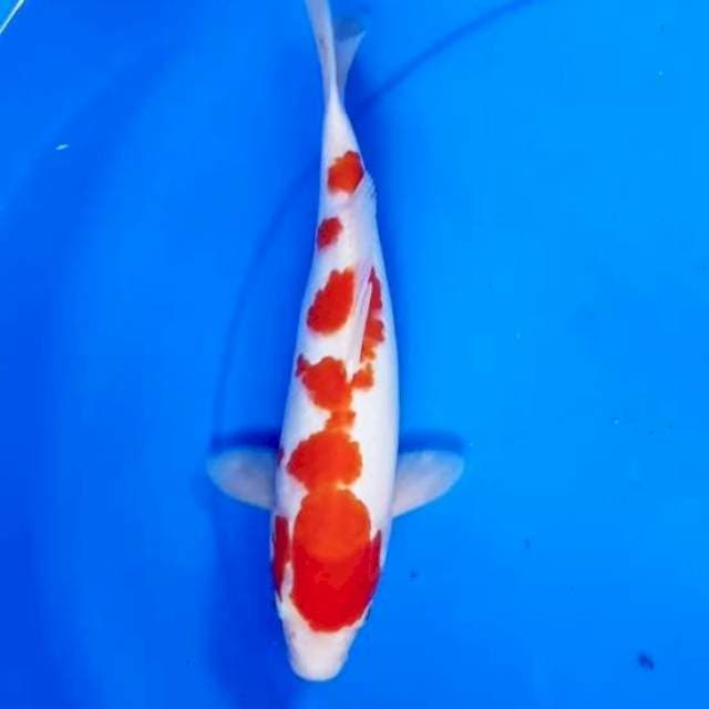 29cm KOHAKU HIGH QUALITY