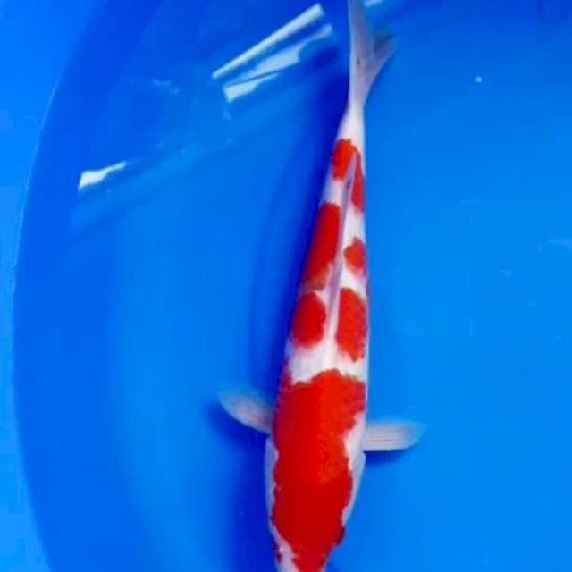 30cm KOHAKU RAPI