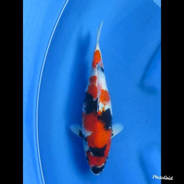 27cm , Showa Sanshoku
