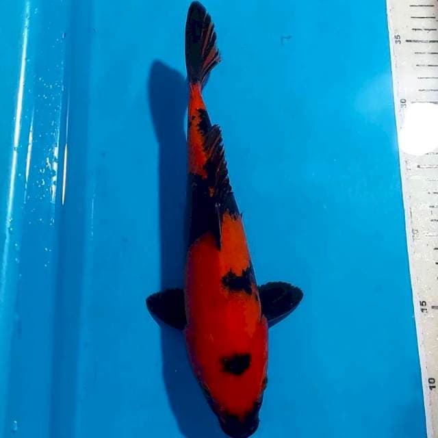 HI UTSURI SHOW QUALITY 28 CM