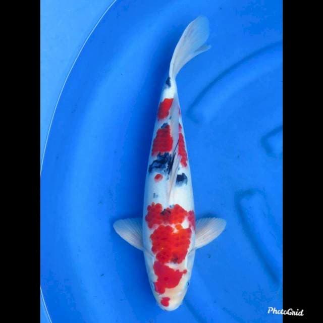 49cm , Male - Jumbo Red Sanke