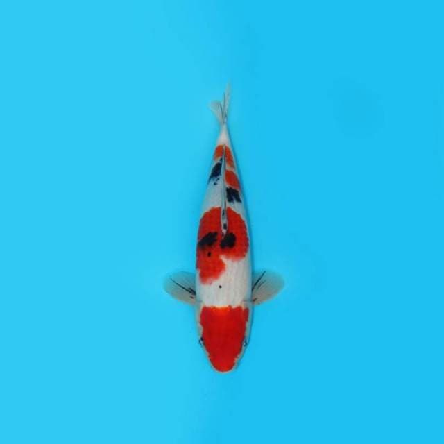 30CM - SANKE
