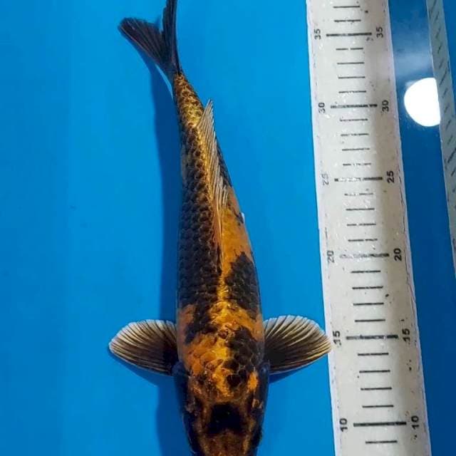KIN KI UTSURI 31 CM