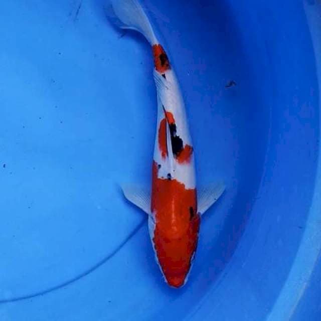 Sanke 29 cm