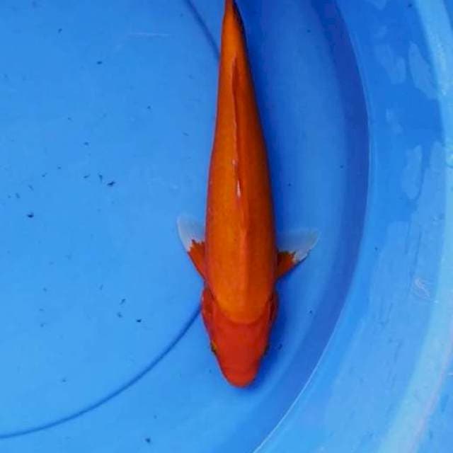 Benigoi 30 cm