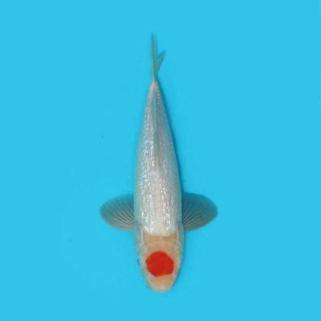 Tancho Ginrin 27 Cm