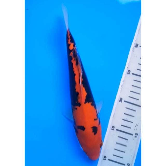 BENIKUMONRYU 26 Cm