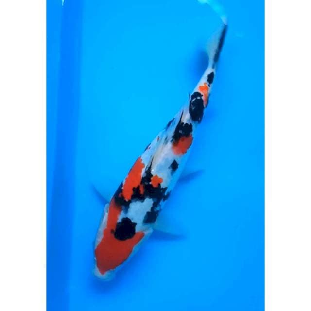 RED SANKE 28 Cm