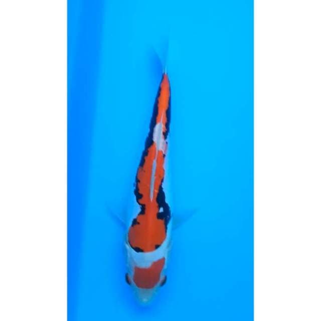 MARUTEN ORIGINAL BENIKUMON 21 Cm