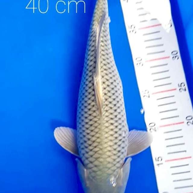 Jumbo 40 cm