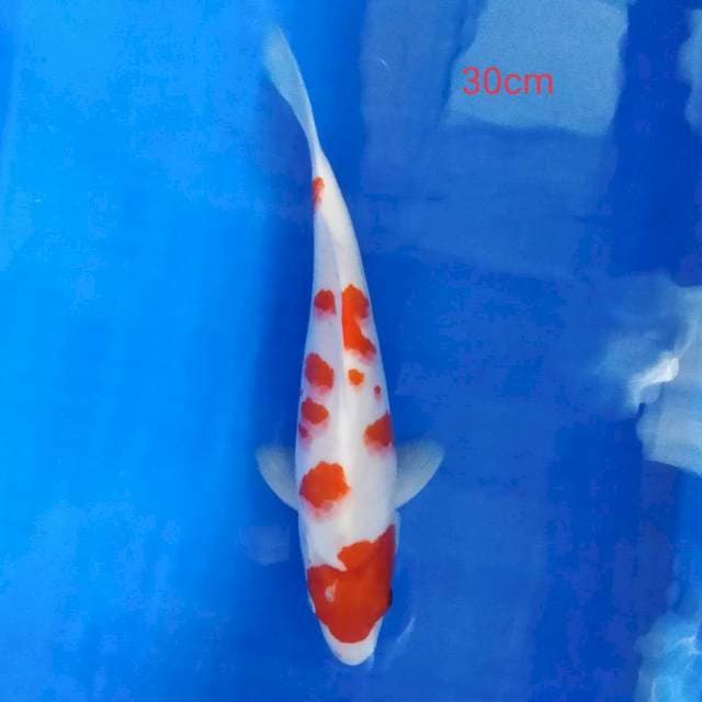 Kohaku 30 cm