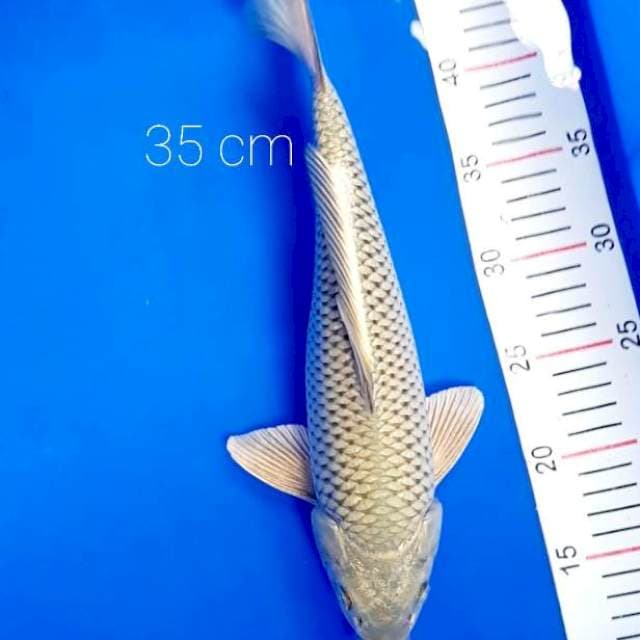 Jumbo 35 cm