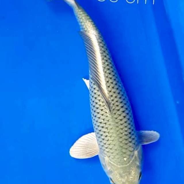 Jumbo 35 cm