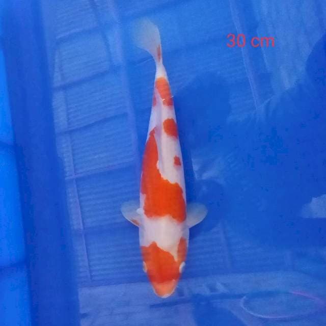 Kohaku 1 (30 cm)