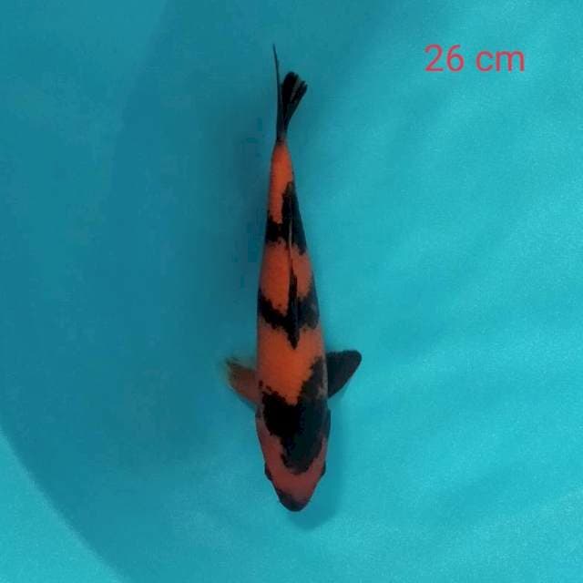 Hi Utsuri 26 cm