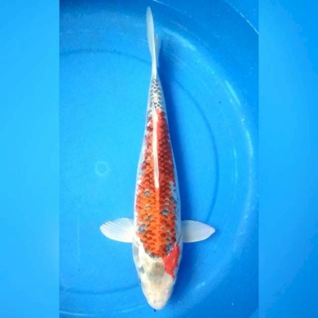 Goshiki 35 bu female