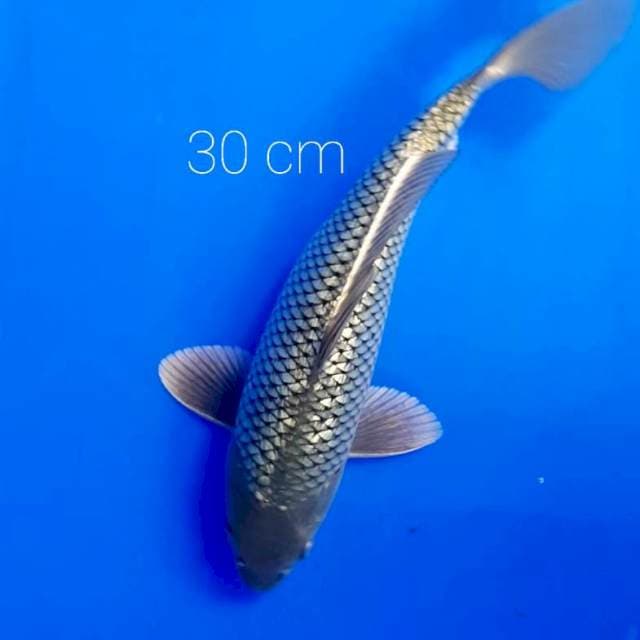 Soragoi ginrin 30 cm