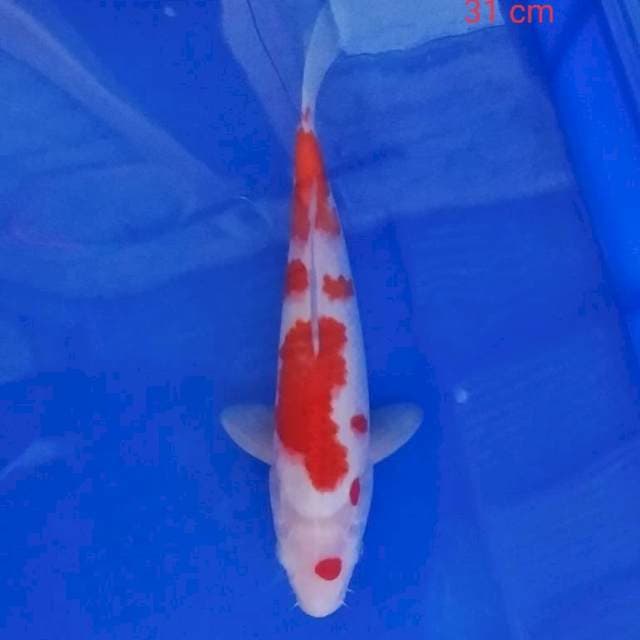 Kohaku 2 (31 cm)